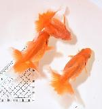 土佐錦魚 アクア・ツインズ