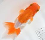 ����Ϥ����夦 ��¢�ж˾�ʪ�� �˺е� �ڭ�3��