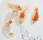 ������ʥ󥭥� ���е� ������ �������� �ںǽ����ߴ���ʪ�ۡ�ñ�Ρ� 1 - 5