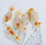 ������ʥ󥭥� ���е� ������ �������� �ںǽ����ߴ���ʪ�ۡ�ñ�Ρ� 6 - 10