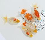 ������ʥ󥭥� ���е� ������ �������� �ںǽ����ߴ���ʪ�ۡ�ñ�Ρ� 11 - 15