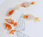 ������ʥ󥭥� ���е� ������ �������� �ںǽ����ߴ���ʪ�ۡ�ñ�Ρ� 31 - 35