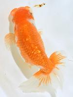 ����Ϥ����夦 ��5