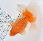 ������������ �ں��ӵ� ����ʪ2024(����6)ǯ���� ��2