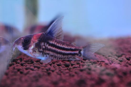 ����ɥ饹 ����쥢F1���̥��쥯�ȼ��