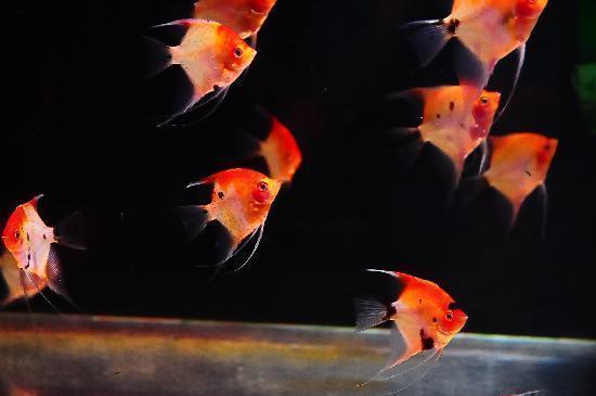 ��åɥ��󥼥�ץ�ߥ���S