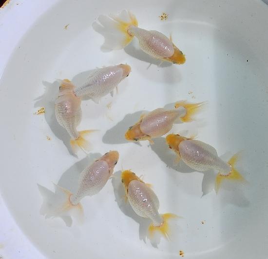 ������ʥ󥭥���е���ʪ ����