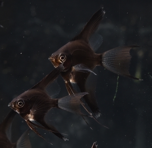 �֥�å������󥨥󥼥�