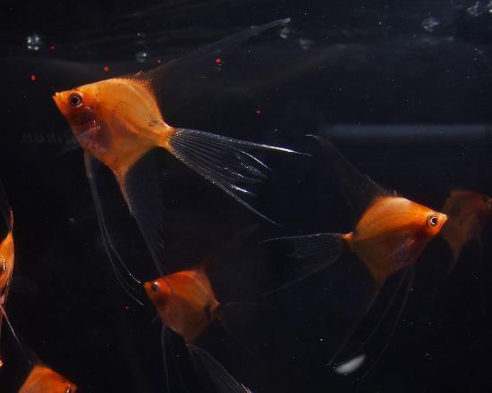 ��åɥ��󥼥����(CAMELLIA)