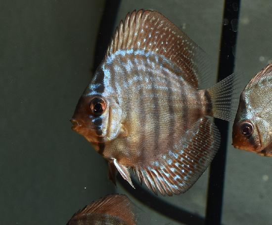 �����ȥ�������