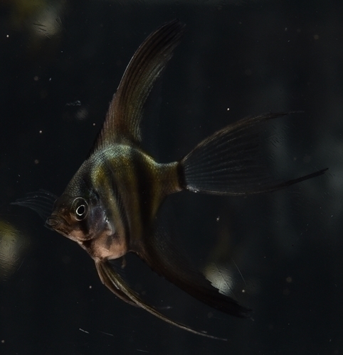 ١ơ륢Х֥å֥饨󥼥 S