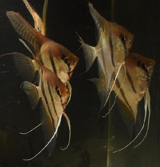 ���ĥ��󥺥֥꡼�ɢ� ��åɥ����������󥼥� ML������