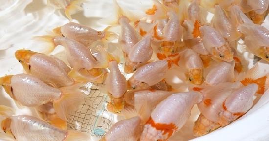 ������ʥ󥭥� ���е� �������