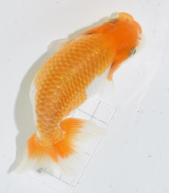 Ϥ夦  £ǯ߾ʪ ʺ(ؤ)