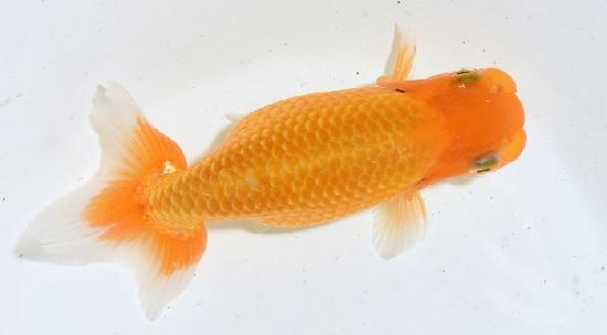 Ϥ夦  £ǯ߾ʪ ڿ()