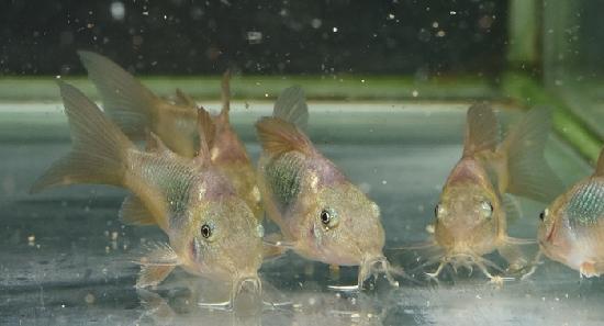 ���񻺡� ����ɥ饹�������ͥ�����ɤ