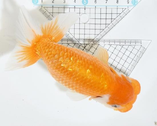 Ϥ夦 Ķʪ е ͭ (ꤢ)