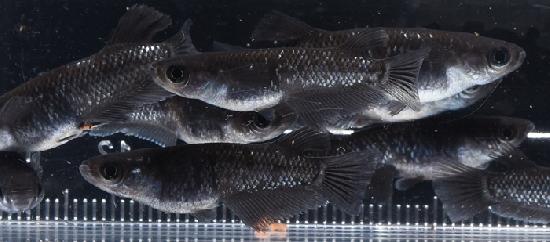 �ߥåɥʥ��ȥե�뼿��