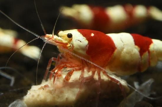 ��åɥӡ��������