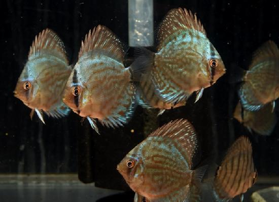 �����ѡ�����åɥ֥롼