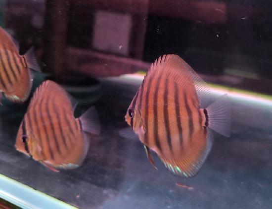 �����ѡ���åɹȱ�������