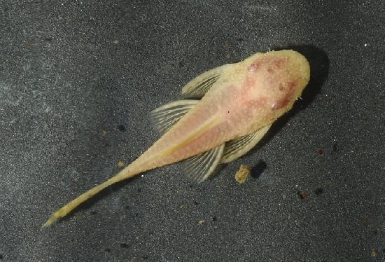 ӥΥߥ˥֥åץ쥳 ڥΡޥե