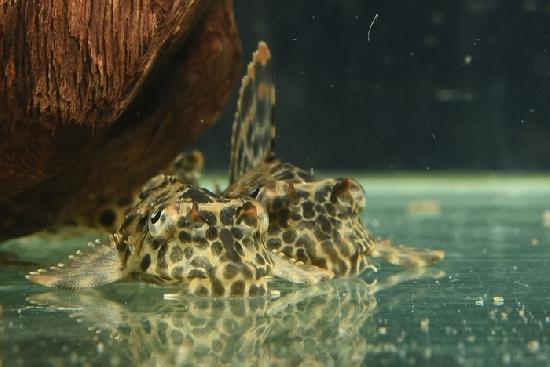 ����ե���ץ쥳