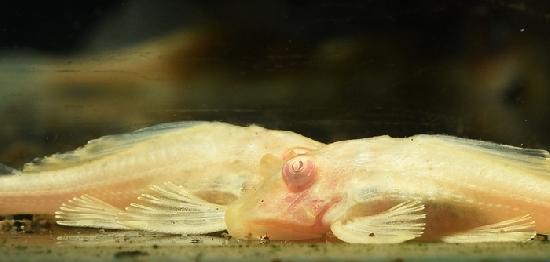 ����ӥΥ���ե���ץ쥳