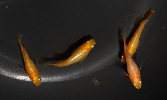 ��ŷ�� �ڥ�