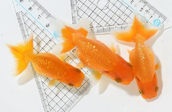 ����Ϥ����夦 ��¢�ж˾�ʪ�� �˺е� ���֡�