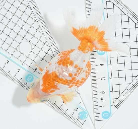 ⽨ʤ󤭤е ڢ˾墡η 1