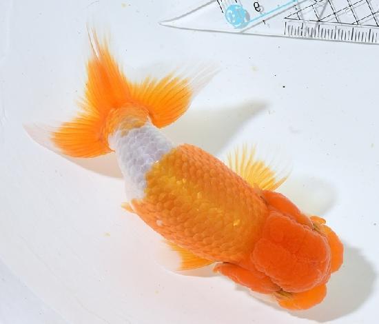 ����Ϥ����夦�ںǸ����¢���Ρ� ����ѻ��е� ��2