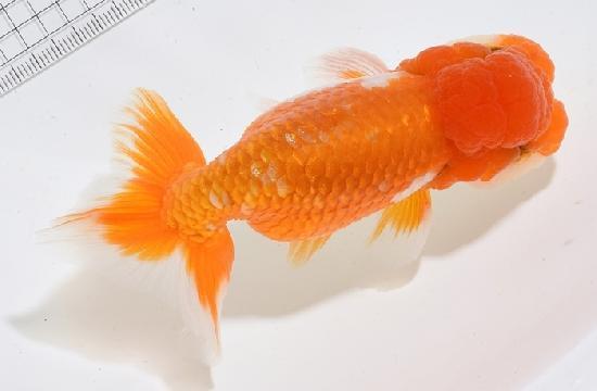 ����Ϥ����夦�ںǸ����¢���Ρ� ����ѻ��е� ��3