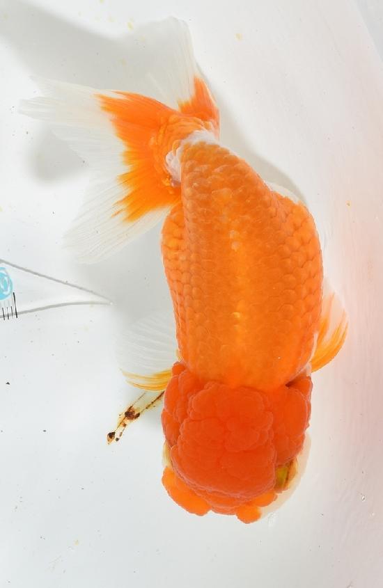 ����Ϥ����夦�ںǸ����¢���Ρ� ����ѻ��е� ��4