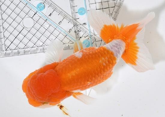 ����Ϥ����夦�ںǸ����¢���Ρ� ����ѻ��е� ��5