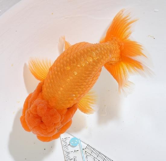 ����Ϥ����夦�ںǸ����¢���Ρ� ����ѻ��е� ��6