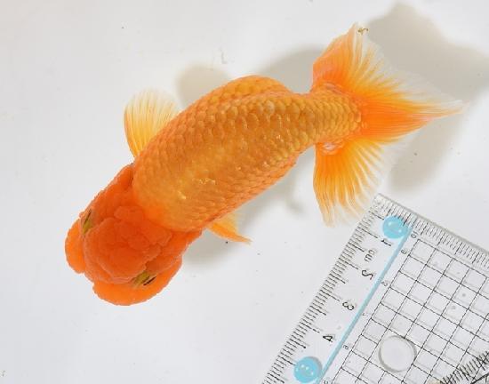 ����Ϥ����夦�ںǸ����¢���Ρ� ����ѻ��е� ��7