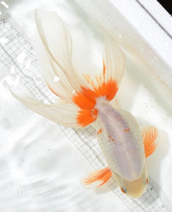 �ŷڶ� ������������ �˾廰�е� ��1