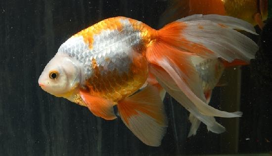 �ŷڶ� ������������ �˾廰�е� ��2