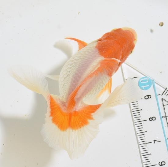 ������������ �ں��ӵ� ���˾�ʪ���е��� ������-2��