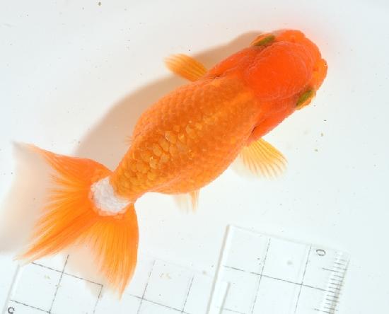 ����Ϥ����夦 ��¢�ж˾�ʪ�� �˺е� �ڭ�1��