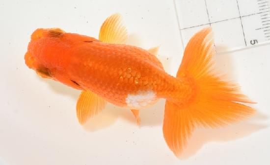 ����Ϥ����夦 ��¢�ж˾�ʪ�� �˺е� �ڭ�2��