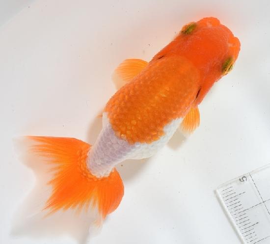 ����Ϥ����夦 ��¢�ж˾�ʪ�� �˺е� �ڭ�3��