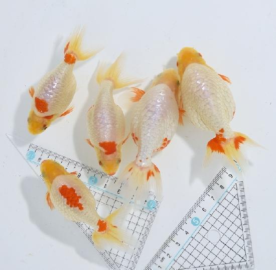 ������ʥ󥭥� ���е� ������ �������� �ںǽ����ߴ���ʪ�ۡ�ñ�Ρ� 6 - 10