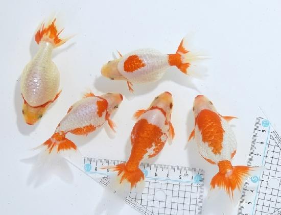 ������ʥ󥭥� ���е� ������ �������� �ںǽ����ߴ���ʪ�ۡ�ñ�Ρ� 16 - 20