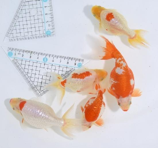 ������ʥ󥭥� ���е� ������ �������� �ںǽ����ߴ���ʪ�ۡ�ñ�Ρ� 21 - 25