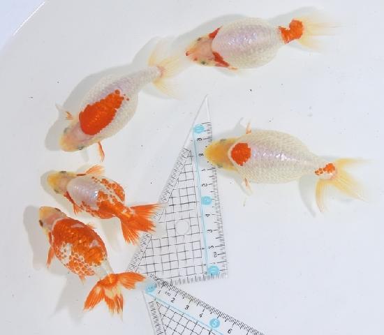 ������ʥ󥭥� ���е� ������ �������� �ںǽ����ߴ���ʪ�ۡ�ñ�Ρ� 31 - 35