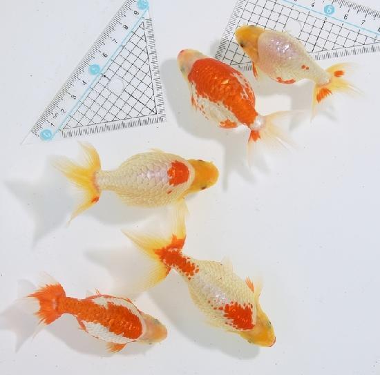 ������ʥ󥭥� ���е� ������ �������� �ںǽ����ߴ���ʪ�ۡ�ñ�Ρ� 36��40