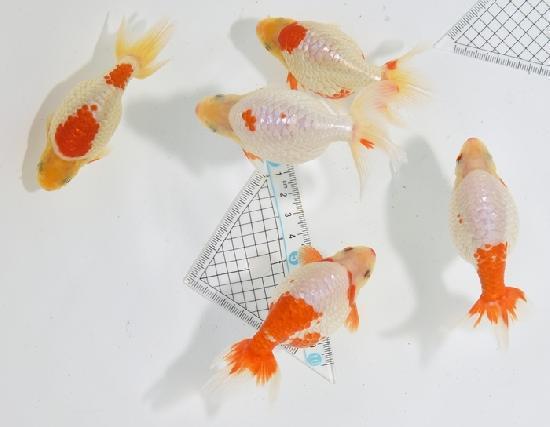 ������ʥ󥭥� ���е� ������ �������� �ںǽ����ߴ���ʪ�ۡ�ñ�Ρ� 41��45