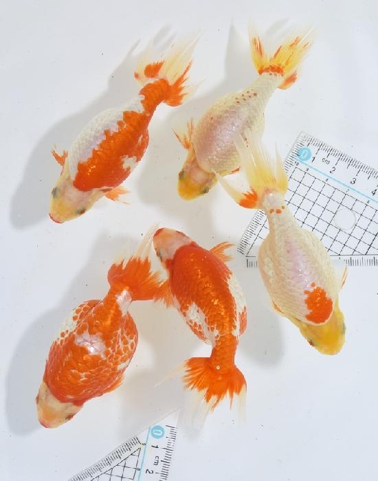 ������ʥ󥭥� ���е� ������ �������� �ںǽ����ߴ���ʪ�ۡ�ñ�Ρ� 46��50